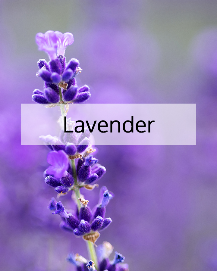 lavender-flower
