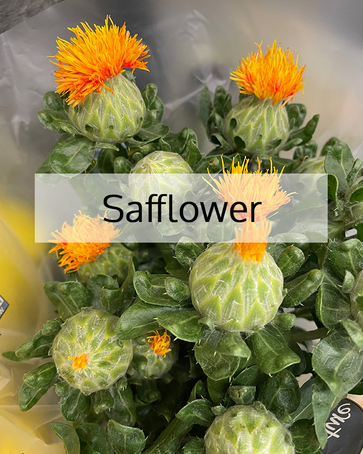 safflower